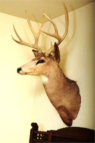 Mounted Taxidermy Deer Head