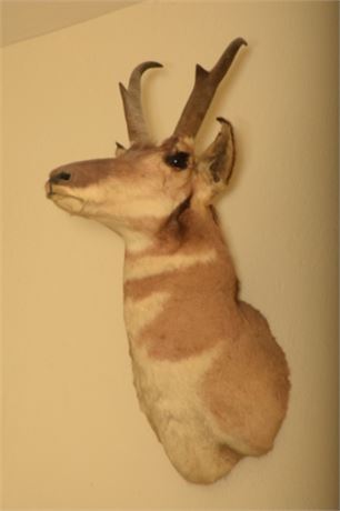 Mounted Taxidermy Pronghorn Head