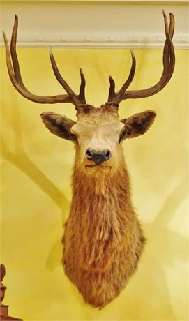 Lot 76: Mounted Caribou Head