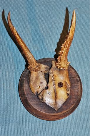 Lot 74. Pair of Small Antlers