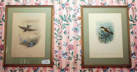 Lot 177. Pair of Cotyle Riparia Bird prints