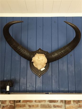 Lot 387.  Taxidermy:  Banteng