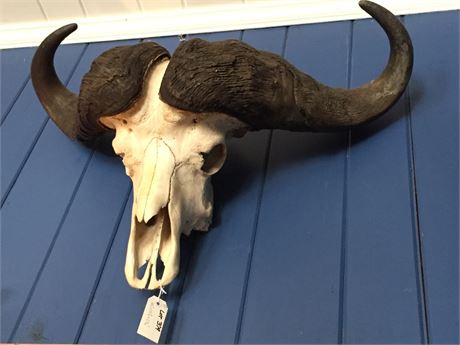 Lot 379.  Taxidermy:  African Cape Buffalo Horns