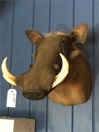 Lot 380.  Taxidermy:  Warthog