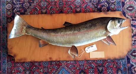 Lot 403.  Taxidermy:  Rainbow Trout