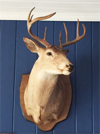 Lot 393.  Taxidermy:  Deer