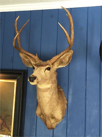 Lot 389.  Taxidermy:  Red Stag