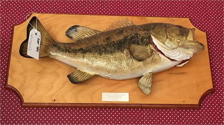 Lot 401.  Taxidermy:  Large Mouth Bass