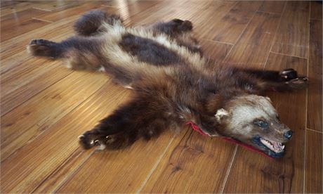 Lot 365.  Taxidermy:  Badger Rug