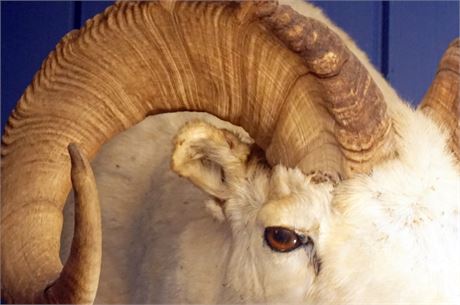 Lot 361. Taxidermy:  Mountain Ram