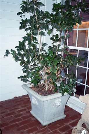 Lot 431. Pair of Large Cast Stone Planters