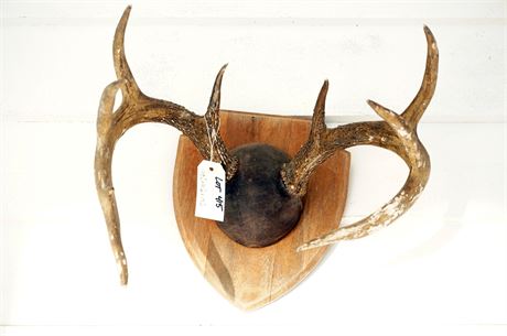 Lot 415. Taxidermy:  Deer Antlers