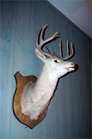 Lot 454. Taxidermy Deer Head