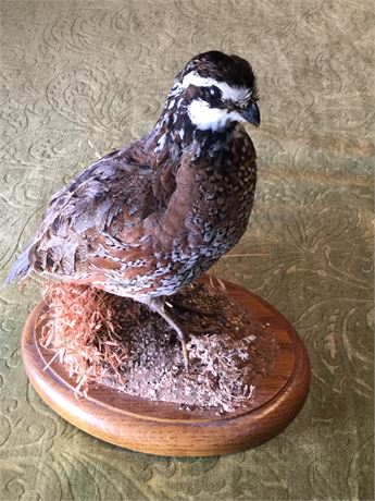 Lot 132. Quail Mounted On Wood Base