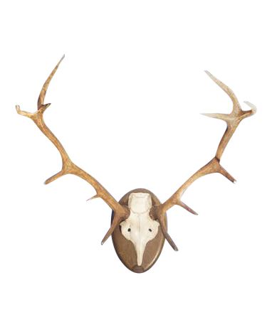 Lot 358.  Taxidermy Antlers and Skull Cap