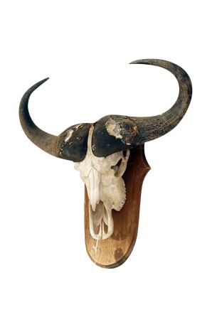 Lot 416. Taxidermy:  Cape Buffalo