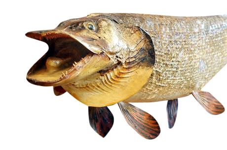 Lot 356.  Taxidermy Fish : Northern Pike