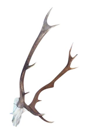 Lot 354.  Taxidermy Elk Horns and Skull Cap