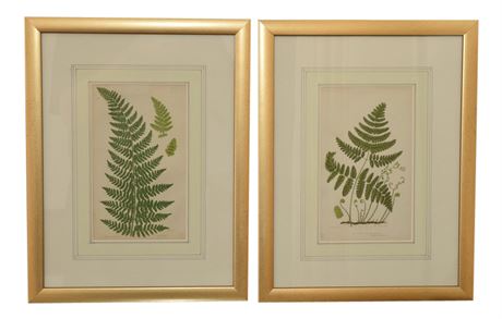 Pair of Antique Decorative Fern Prints