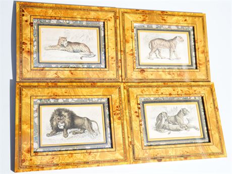 William Jardine - Set of Four Engravings of Wildcats