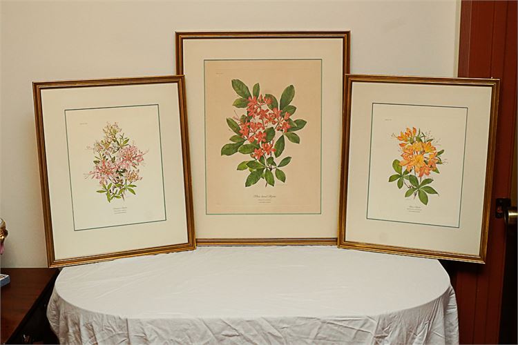 Lot of Three (3) Decorative Botanicals from CALLOWAY GARDENS