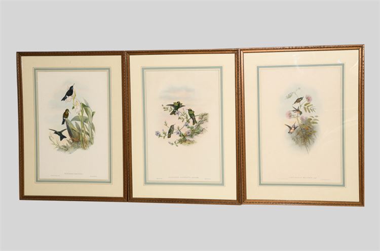 Set of Three Bird Prints