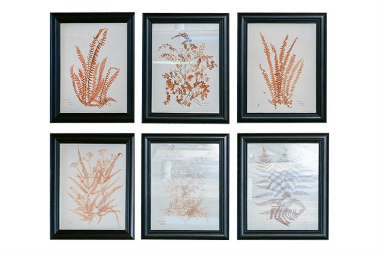 6 Professionally Dried and Framed Ferns