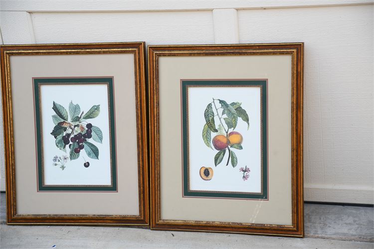 Pair of Framed Botanicals