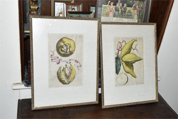 Pair of Antique Lemon Lithographs