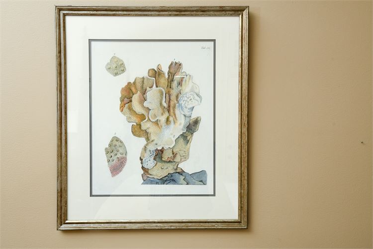 Framed Print "Antique Coral"