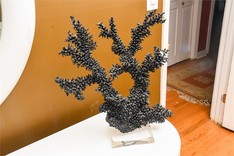 Coral Sculpture on Lucite Base