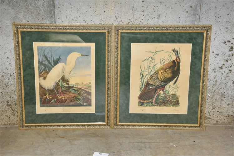 Two (2) Framed Birds Prints