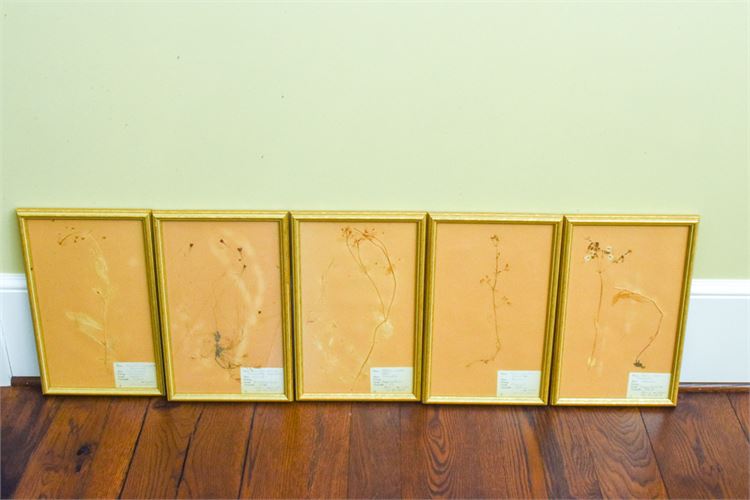 Five Framed Botanical Specimens