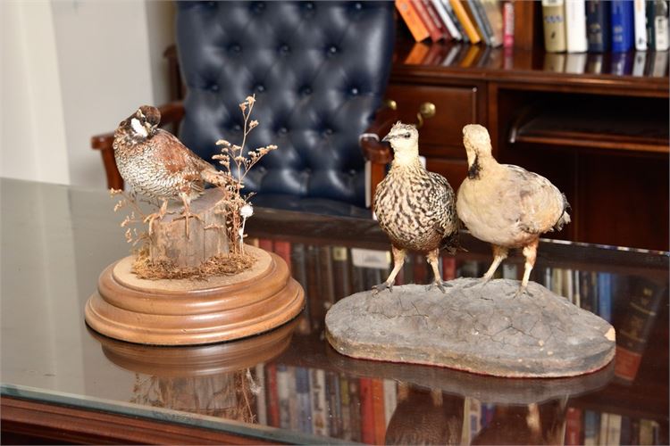 Two (2) Taxidermy Bird Groupings