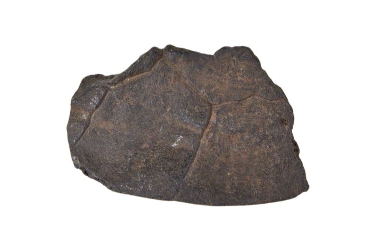 Fossilized Turtle Shell