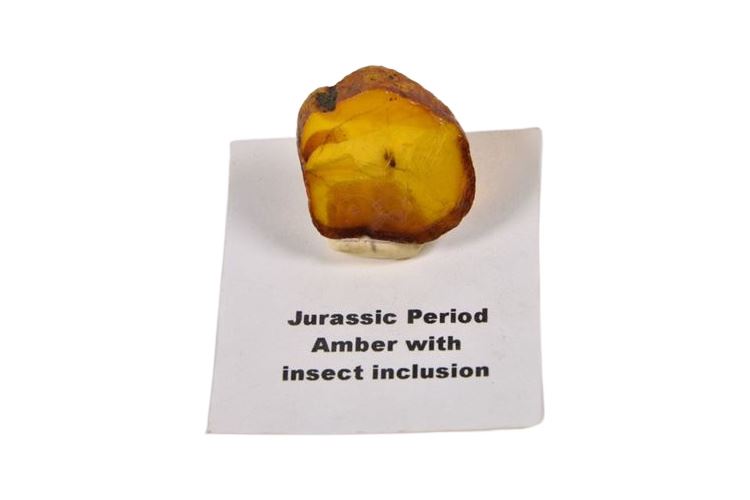 Juraissic Period Amber Specimen with Insect