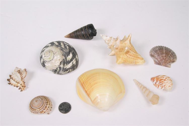 Collection of Nine Seashells