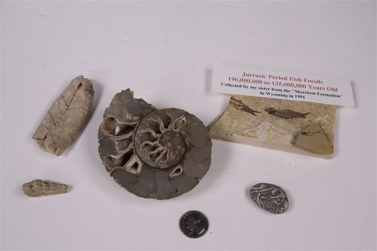 Group of  Fossils