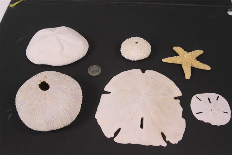 Collection of Sea Urchins, Sand Dollars and Starfish