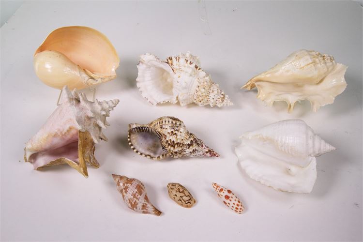 Collection of Nine Seashells