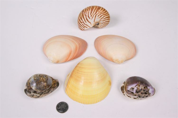Collection of Six Seashells