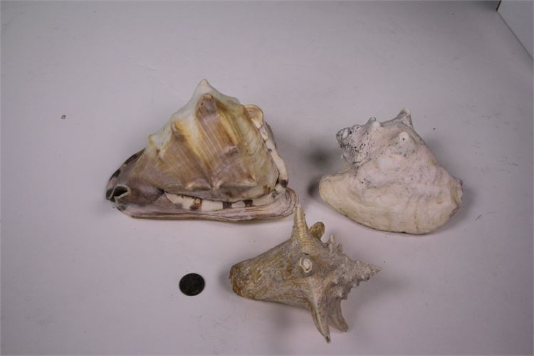 Collection of Conch Shells
