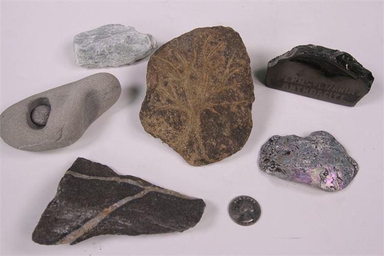 Collection of Rocks & Fossils