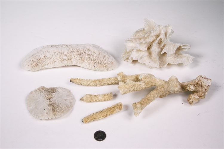 Collection of Corals