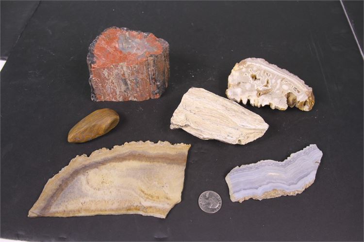Collection of Petrified Wood and Coral