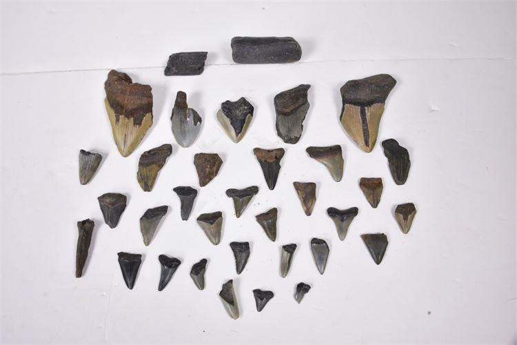 Group Sharks Teeth & Fossil Bones