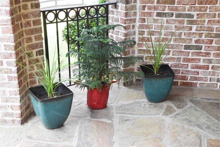 Three (3) Potted Plants