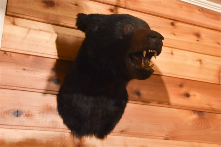 Bear Head Mount