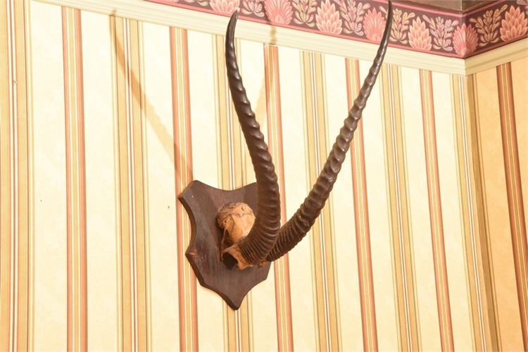 Antelope Horn Mount