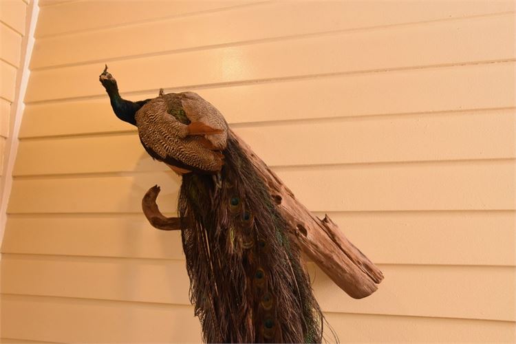 Taxidermy Peacock On Log